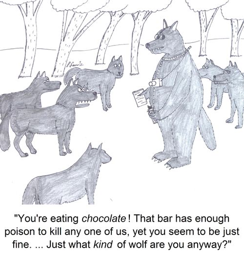'You're eating chocolate! That bar has enough poison to kill any one of us, yet you seem to be just fine. ... Just what kind of wolf are you anyway?'