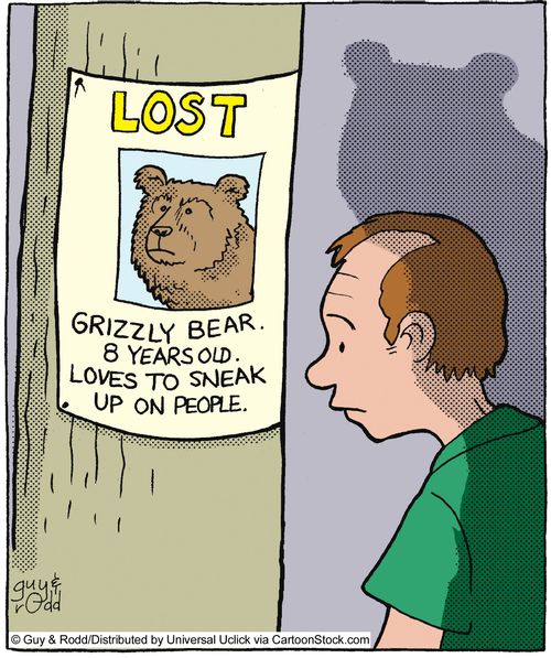 Lost: Grizzly Bear. 8 Years Old. Loves To Sneak Up On People.