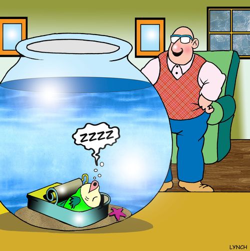 Fish sleeping in a sardines tin.