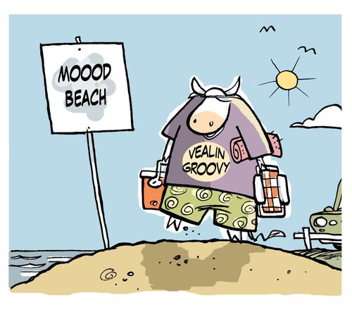 Cow going to Moood Beach.