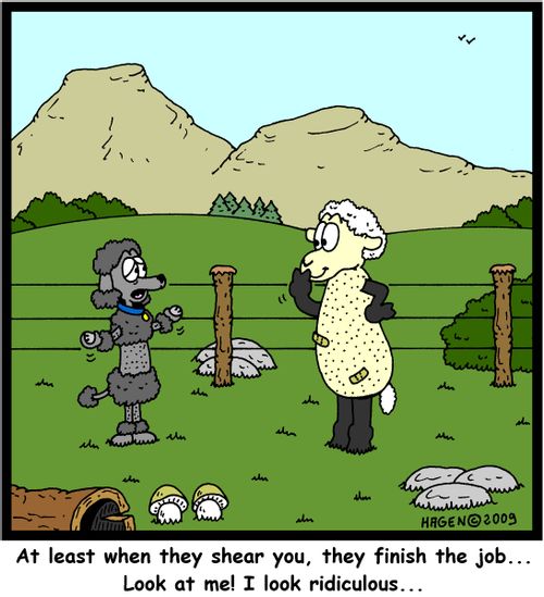 'At least when they shear you, they finish the job... Look at me! I look ridiculous...'