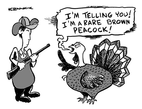 'I'm telling you! I'm a rare brown peacock!'