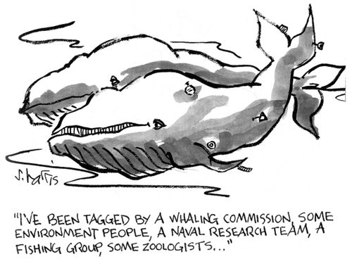 'I've been tagged by a whaling commission, some environment people, a naval research team, a fishing group,some zoologists...'