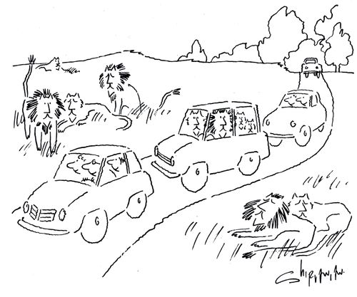 Lions on a safari.