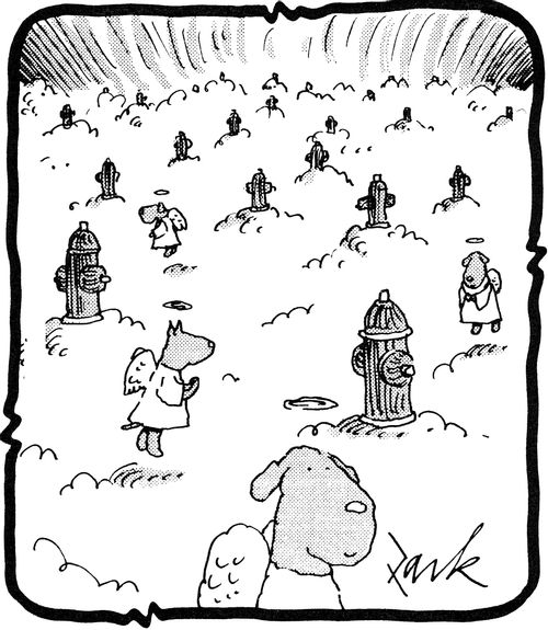 Dog heaven