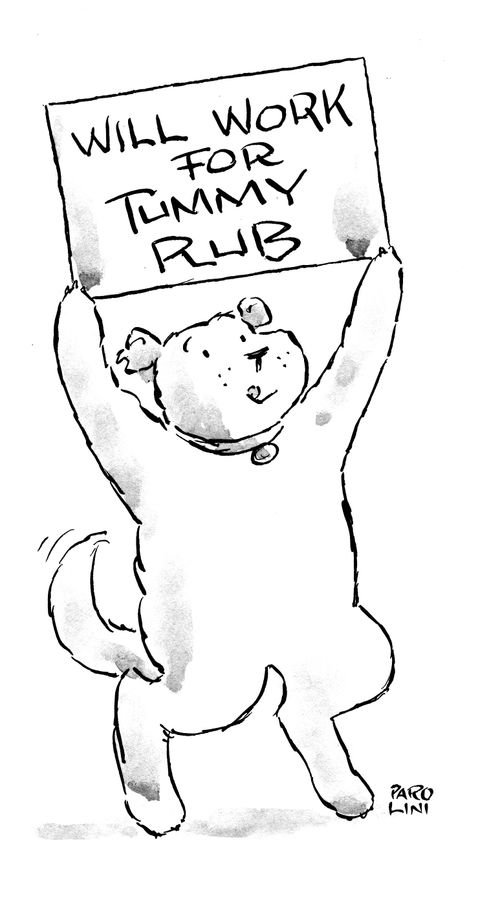 'Will work for tummy rub.'