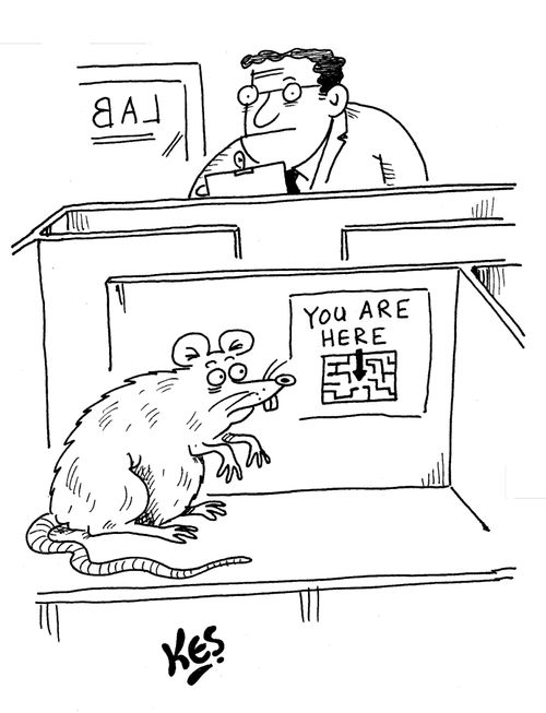 Lab rat in maze, sees 'you are here' map.