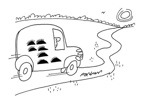 Hedgehogs on van.