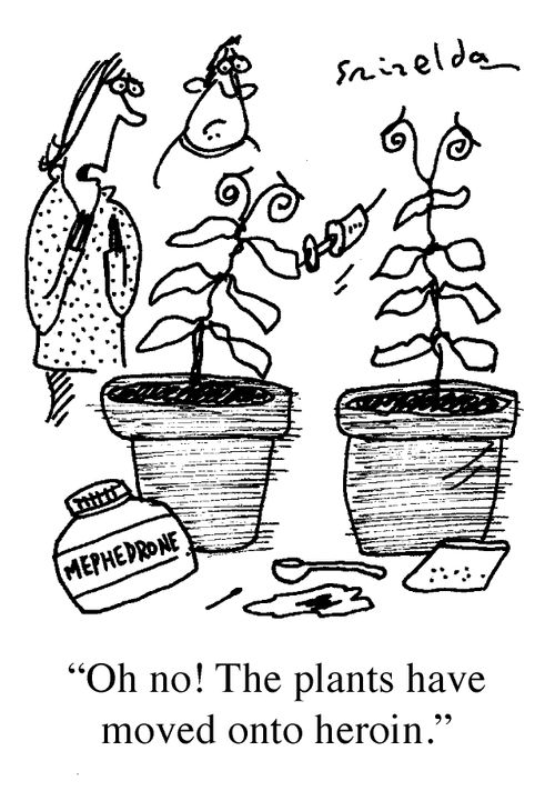 Mephedrone - 'Oh no! The plants have moved onto heroin.'