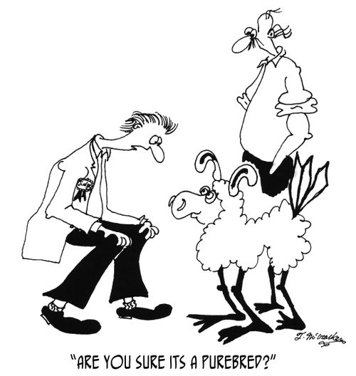 'Are you sure its a purbred?'