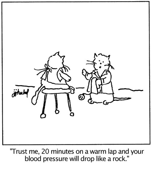 'Trust me, 20 minutes on a warm lap and your blood pressure will drop like a rock.'