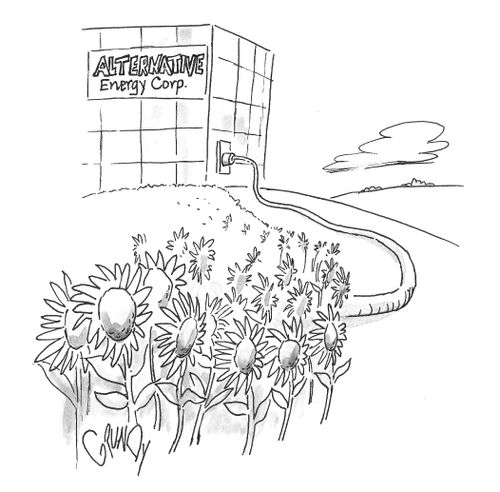 Power line from Alternative Energy Corporation leads to field of sunflowers.
