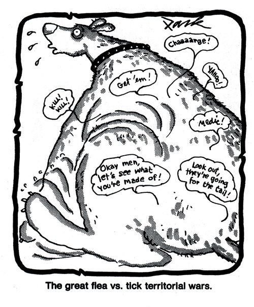 'The great flea vs. tick territorial wars.'