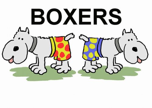 Boxer Dog