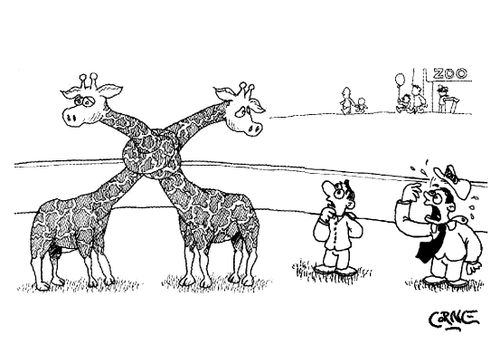 Giraffes Knotted Together by the Neck