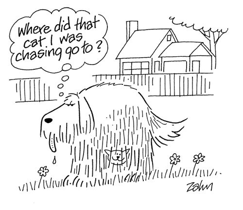 'Where did that cat I was chasing go?'