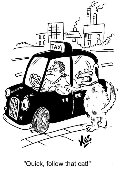 'Quick, follow that cat!'