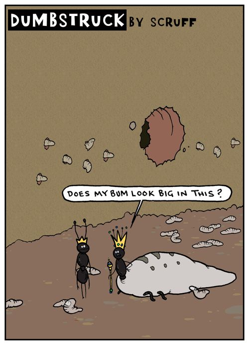 Dumbstruck - 'Does my bum look big in this?' King and Queen ant.