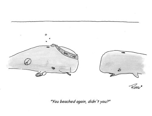 'You beached again, didn't you?'