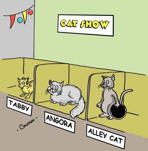 Cat show features a tabby, an angora and an alley cat holding a bowling ball.