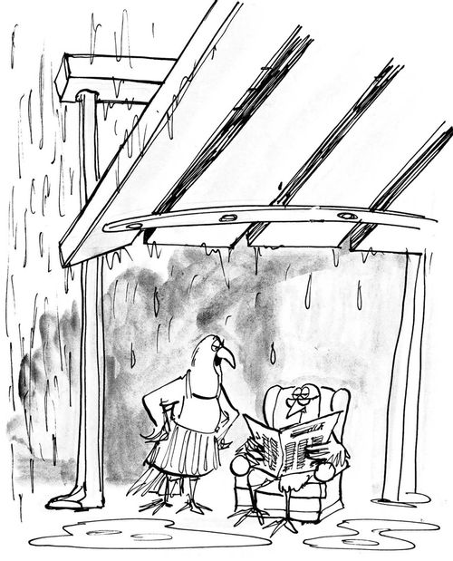 Bird wife unhappy with the state of their birdhouse.