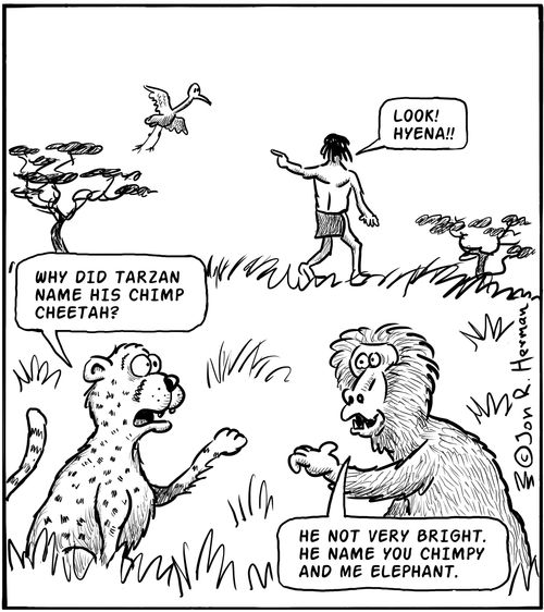 'Why did Tarzan name his chimp cheetah?'