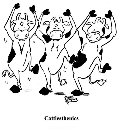 Cows exercising: 'Cattlesthenics'.