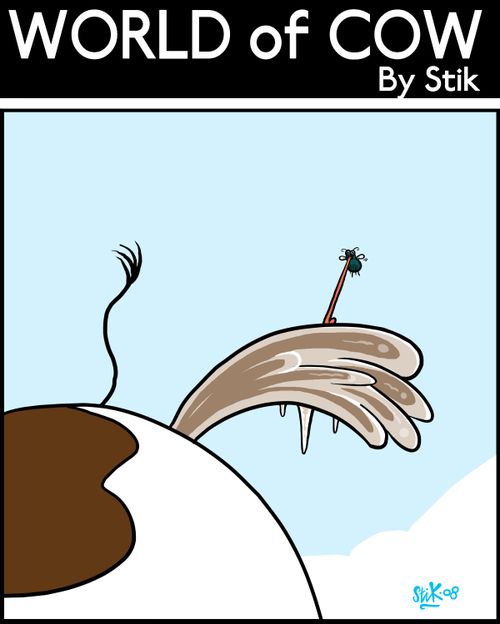 Fly gets his tongue stuck to a cows frozen poo.