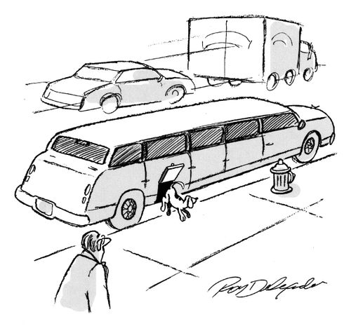 Dog jumping out of limo