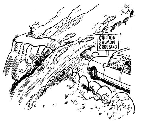 Caution Salmon Crossing