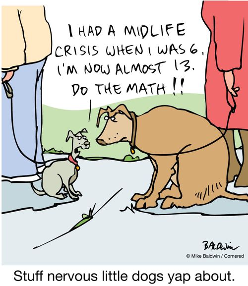Stuff nervous little dogs yap about.