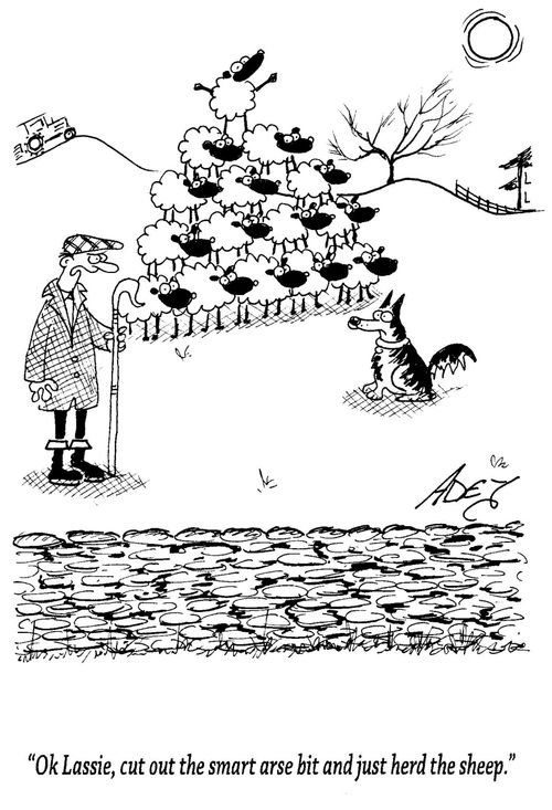 "Ok Lassie, cut out the smart arse bit and just herd the sheep."