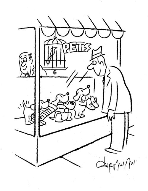 Pets: Three Puppies try to charm man through pet shop window.