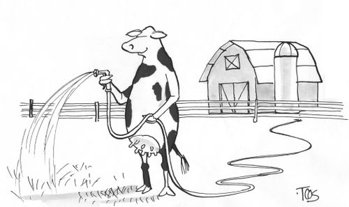 Cow watering lawn