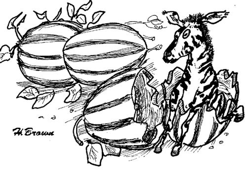 The birth of a zebra.