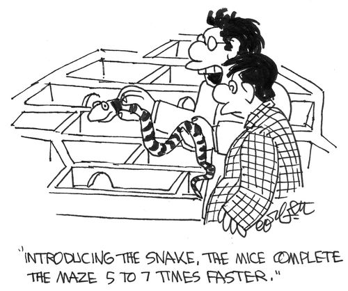 'Introducing the snake, the mice complete the maze 5 to 7 times faster.'