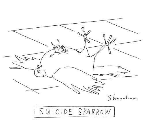 'Suicide Sparrow'