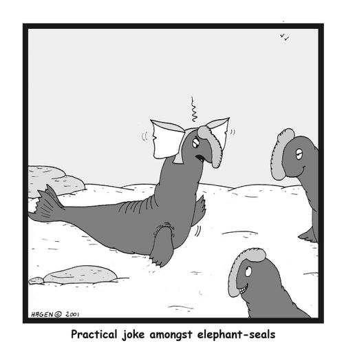 'Practical joke amongst elephant-seals.'