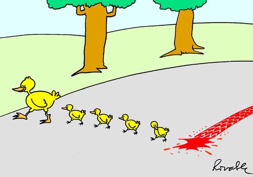 Ducks on the road.
