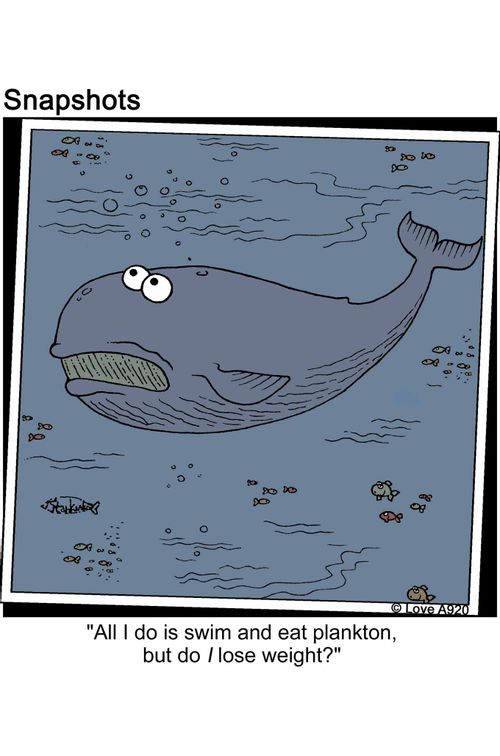 'All I do is swim and eat plankton, but do I lose weight?'