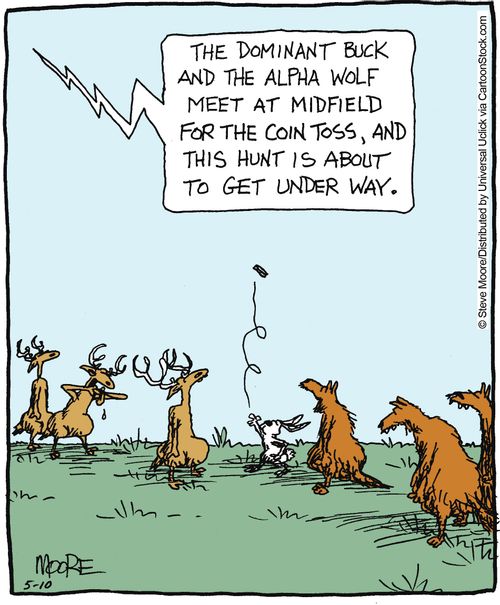 'The dominant buck and the alpha wold meet at midfield for the coin toss and this hunt is about to get under way.'