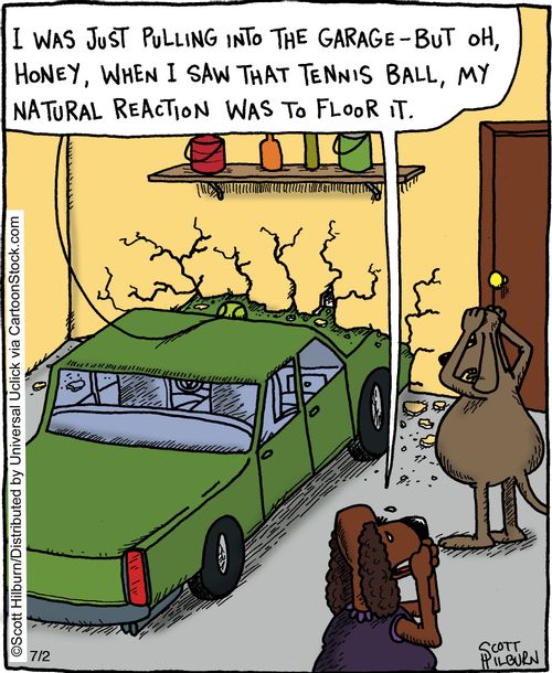 I was just pulling into the garage - but oh, Honey, when I saw that tennis ball, my natural reaction was to floor it.