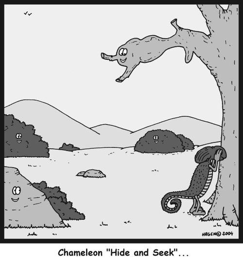Chameleon 'Hide and Seek'...