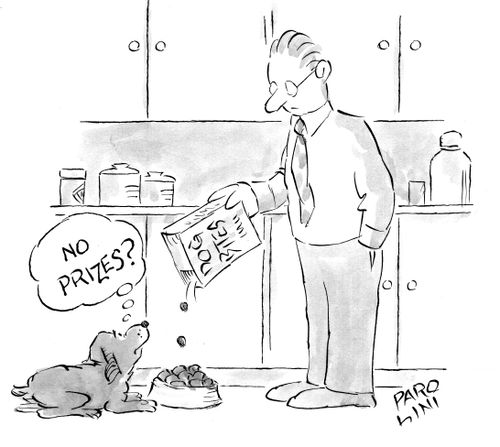 Dog looks at food and asks 'No prizes?'.