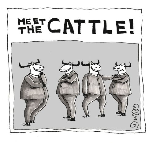 Meet The Cattle!