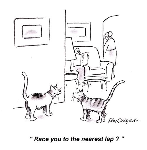 'Race you to the nearest lap?'