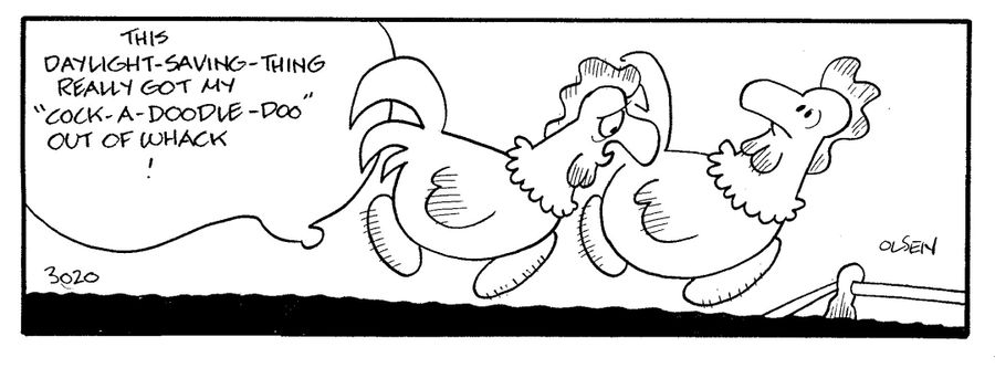 ' 'cock-a-doodle-doo' out of whack!'