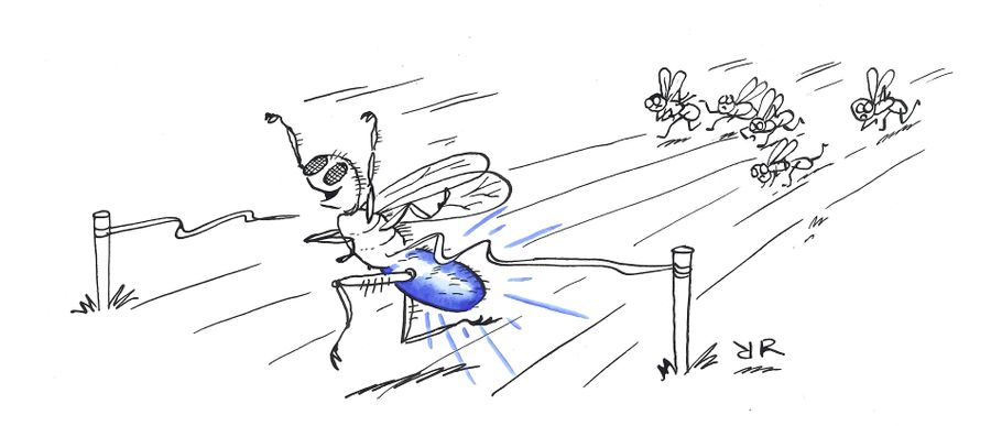 100m Flies Race: Entomological Olympiad.