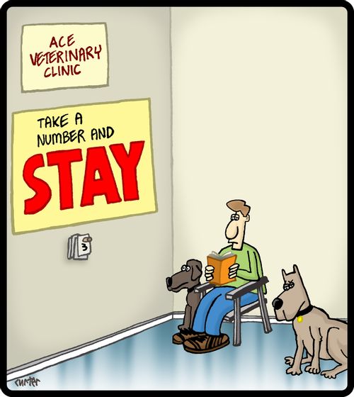 Ace Veterinary Clinic: Take a number and STAY.