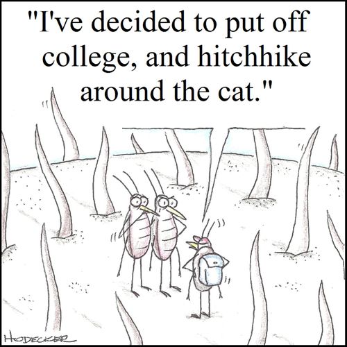 'I've decided to put off college, and hitchhike around the cat.'